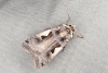 Setaceous Hebrew Character 18-08-2020 Copyright: Bill Crooks