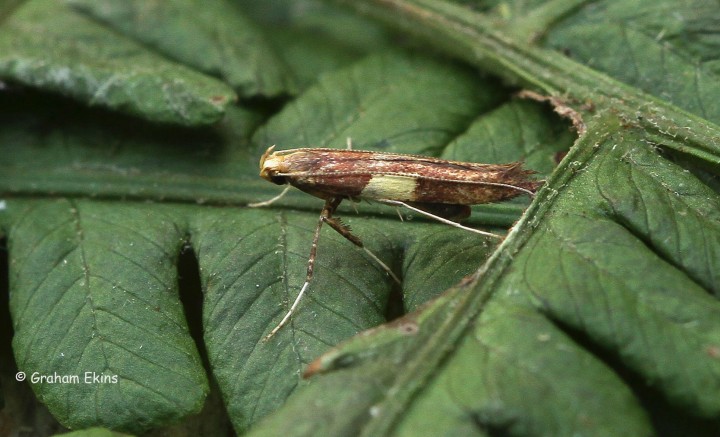 Caloptilia semifascia 8 Copyright: Graham Ekins