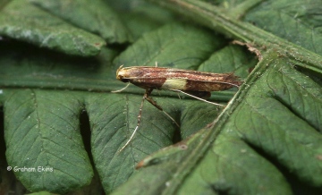 Caloptilia semifascia 8 Copyright: Graham Ekins