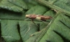 Caloptilia semifascia 8 Copyright: Graham Ekins