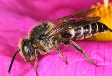 Coelioxys inermis female on Cistus Copyright: Peter Harvey