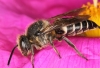 Coelioxys inermis female on Cistus Copyright: Peter Harvey