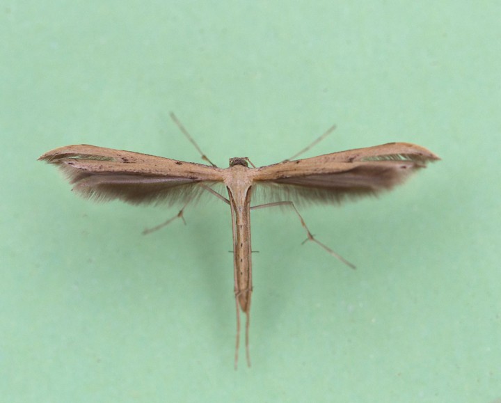 Stenoptilia pterodactyla 1 Copyright: Graham Ekins