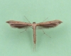 Stenoptilia pterodactyla 1 