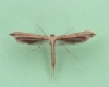 Stenoptilia pterodactyla 1