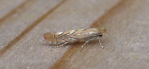 Phyllonorycter messaniella. Copyright: Stephen Rolls