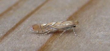 Phyllonorycter messaniella. Copyright: Stephen Rolls