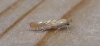 Phyllonorycter messaniella. Copyright: Stephen Rolls