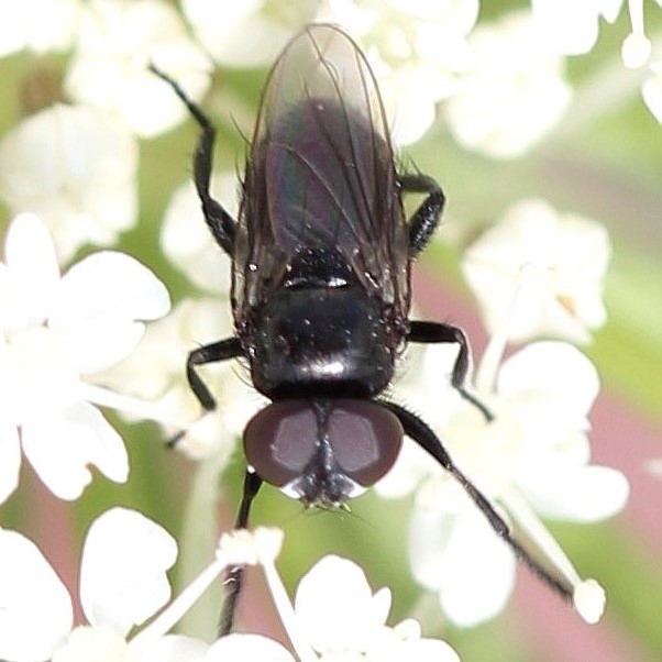 Litophasia hyalipennis (male) Copyright: Jeremy Richardson