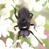 Litophasia hyalipennis (male) 