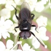 Litophasia hyalipennis (male)