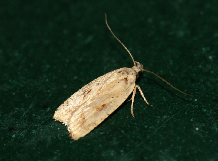 Agonopterix nervosa 2 Copyright: Ben Sale