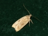 Agonopterix nervosa 2 Copyright: Ben Sale