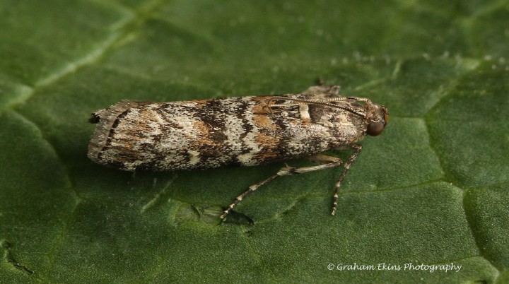 Dioryctria abietella Copyright: Graham Ekins