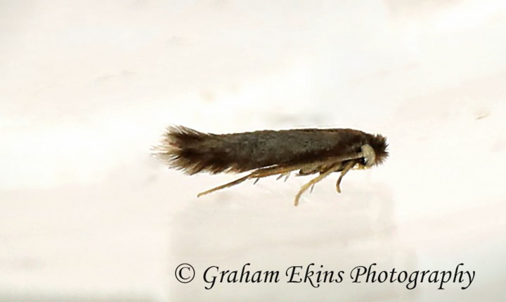 Stigmella ruficapitella  GD Copyright: Graham Ekins