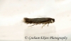 Stigmella ruficapitella  GD