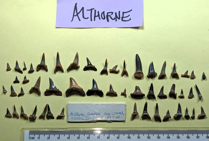 Fifty sharks teeth and a fish tooth Lower Eocene 2 Copyright: William George