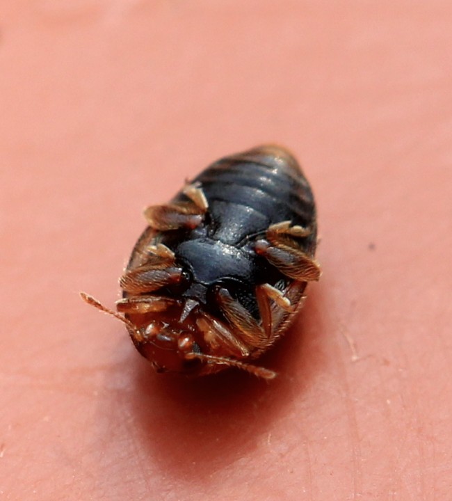 Rhyzobius litura underside showing keel Copyright: Yvonne Couch