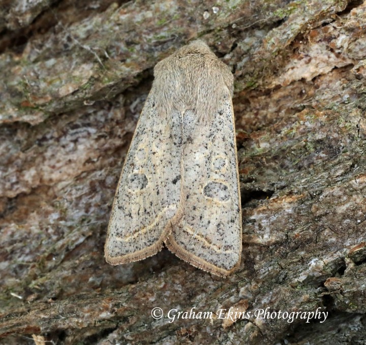 Orthosia gracilis  Powdered Quaker Copyright: Graham Ekins