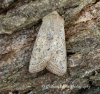 Orthosia gracilis  Powdered Quaker