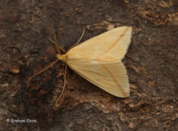 Rhodometra sacraria  Vestal 2 Copyright: Graham Ekins