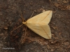 Rhodometra sacraria  Vestal 2