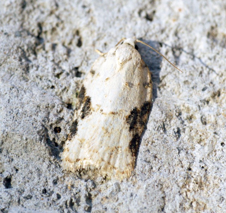 Acleris kochiella Copyright: Ben Sale