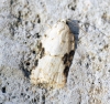 Acleris kochiella