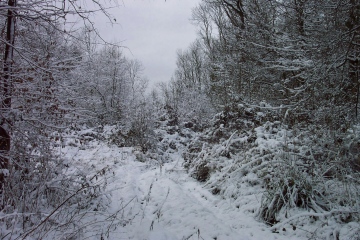 Bushy Wood Copyright: Graham Smith