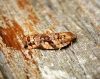 Archips oporana 1 Copyright: Ben Sale