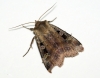 Square-spot Rustic