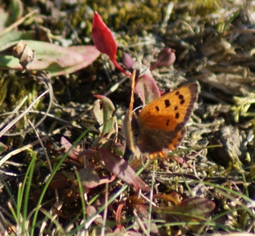 ovipositing on Sheeps Sorrel Copyright: Robert Smith