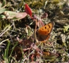 ovipositing on Sheeps Sorrel Copyright: Robert Smith