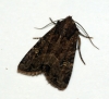 Common Rustic agg 4