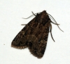 Common Rustic agg 4 