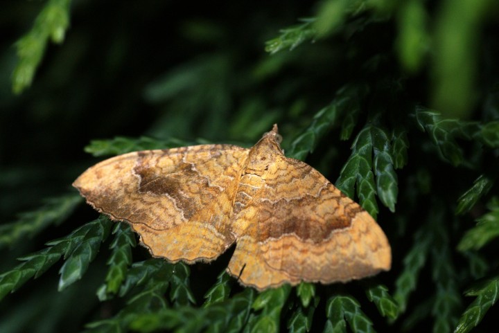 Yellow Shell 2 Copyright: Ben Sale