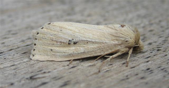 Webbs Wainscot. Copyright: Stephen Rolls