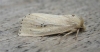 Webbs Wainscot.