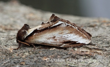 Pheosia gnoma  Lesser Swallow Prominent Copyright: Graham Ekins