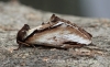 Pheosia gnoma  Lesser Swallow Prominent