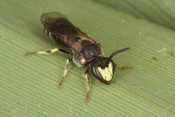 Hylaeus pectoralis male Copyright: Peter Harvey