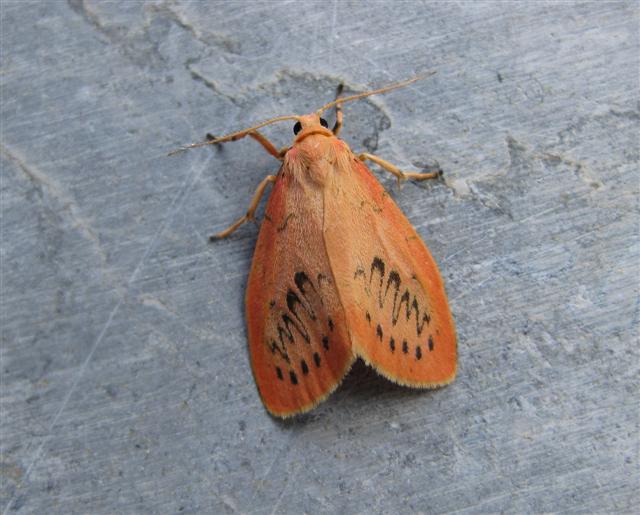 Rosy Footman Copyright: Stephen Rolls