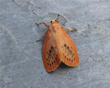 Rosy Footman Copyright: Stephen Rolls