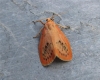 Rosy Footman Copyright: Stephen Rolls