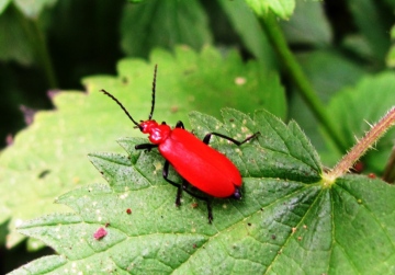 Pyrochroa serraticornis 2 Copyright: Graham Smith