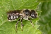 Hoplitis claviventris