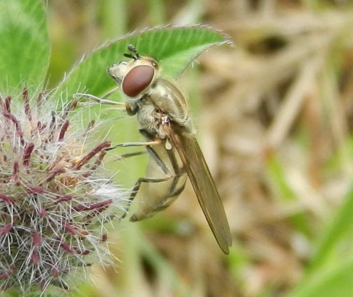 Platycheirus manicatus female on clover Copyright: Roger Payne