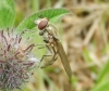 Platycheirus manicatus female on clover Copyright: Roger Payne