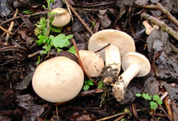 Calocybe gambosa Copyright: Graham Smith