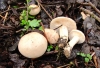 Calocybe gambosa 